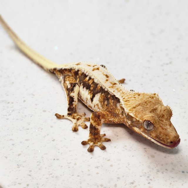 드리피 트라이 익스트림할리퀸 릴리화이트 텐저린