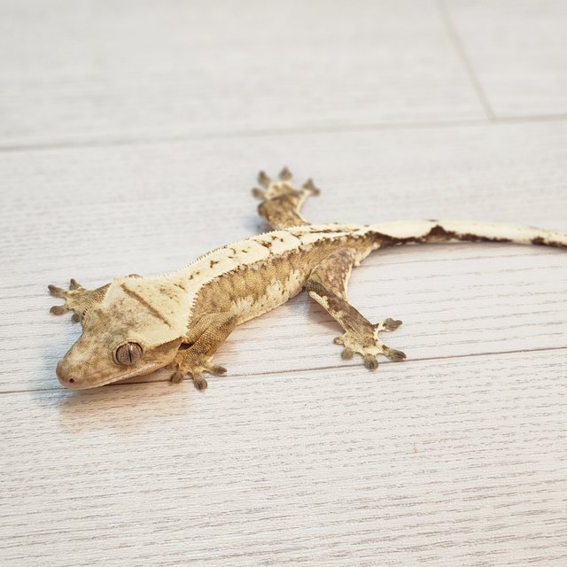 크림시클 드리피