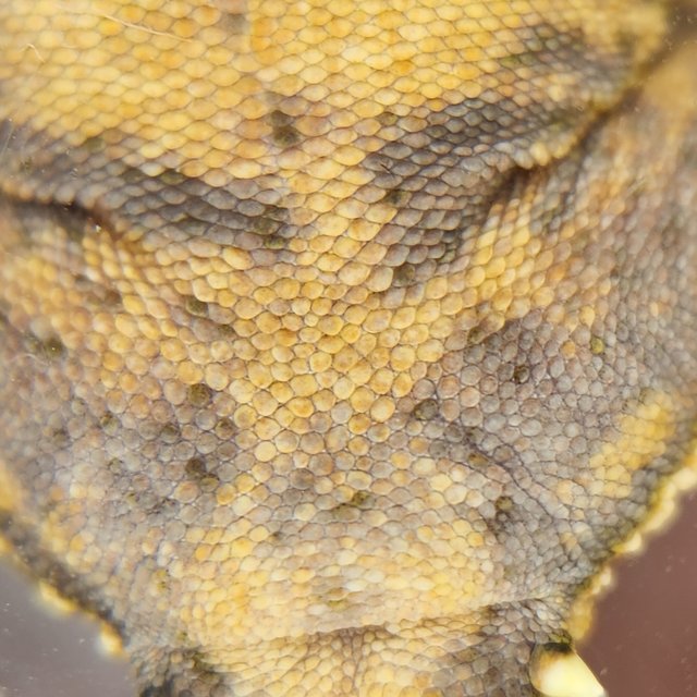 풀핀 트라이 익스트림할리퀸