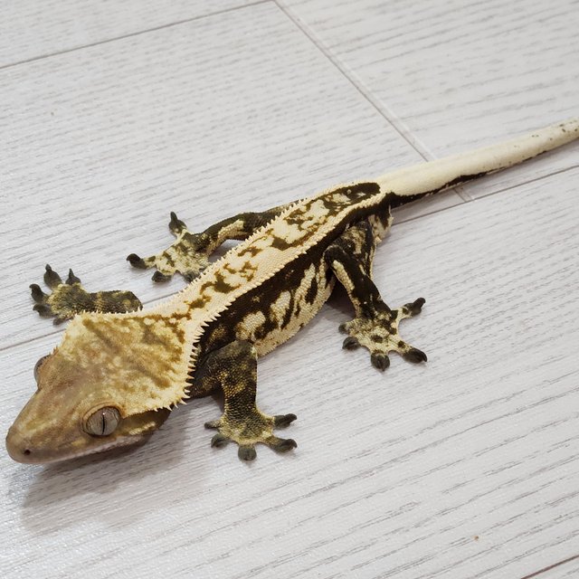 다크 트라이 익스트림할리퀸 풀핀