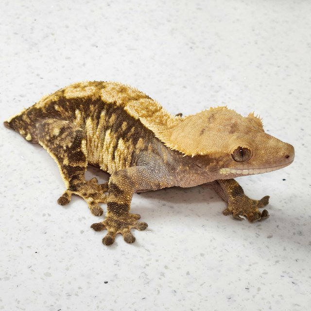 트라이 익스트림할리퀸