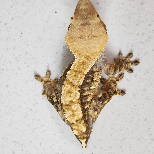 트라이 익스트림할리퀸