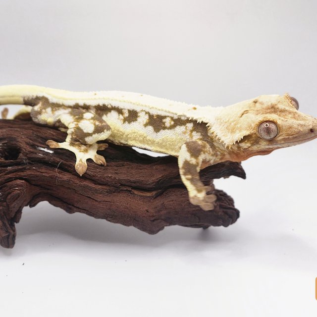 트라이 익스트림할리퀸 릴리화이트