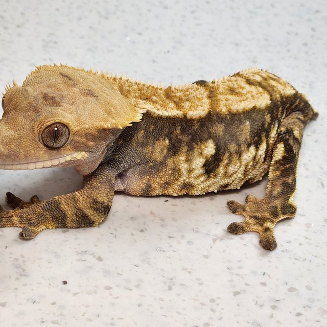 트라이 익스트림할리퀸