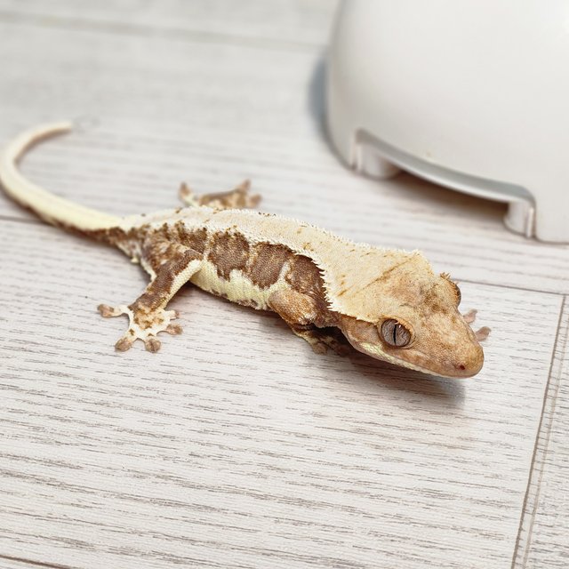 팬텀 크림시클 릴리화이트