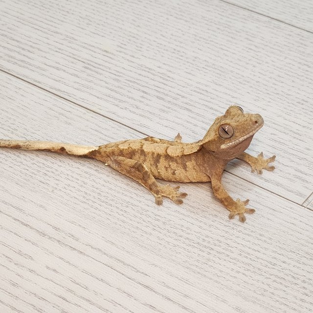 타이거 스트로베리