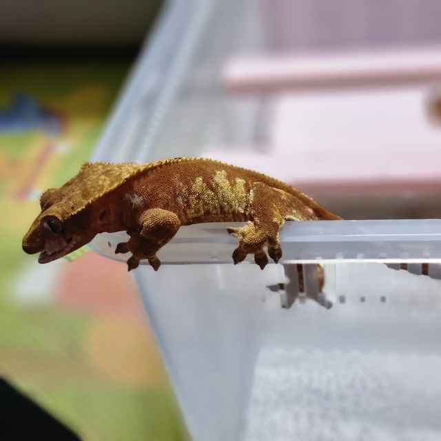 할리퀸 레드