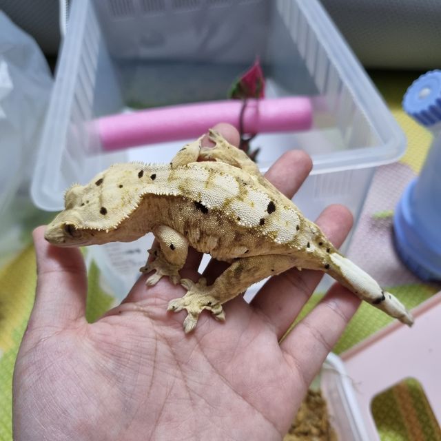 크림 달마시안