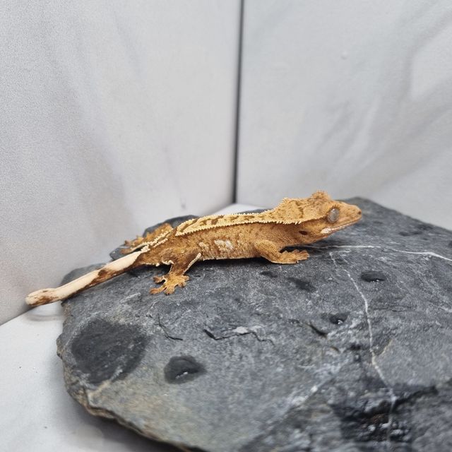 크림 크림시클 옐로우