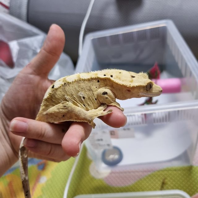 크림 달마시안