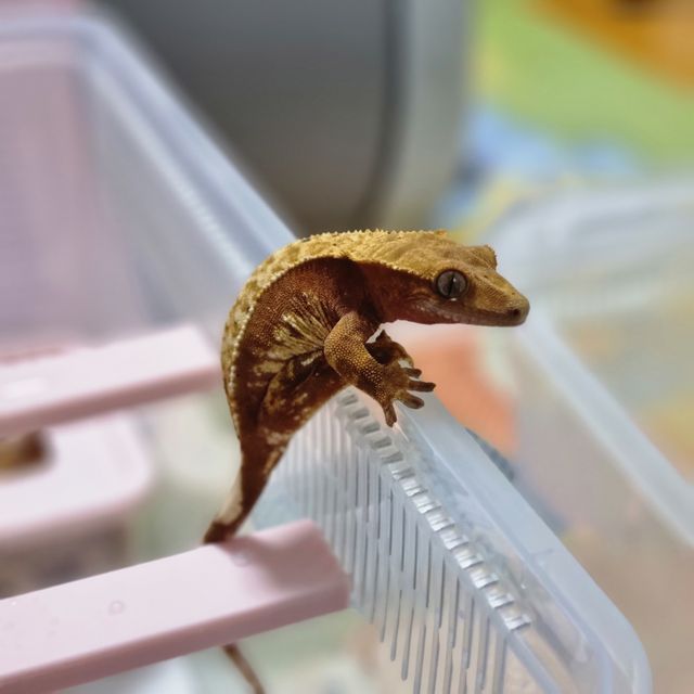 할리퀸 레드