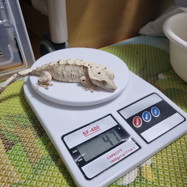 크림 달마시안