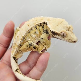 카마로