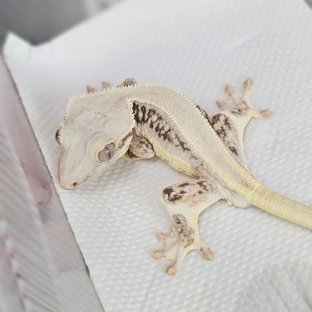 판다 릴리화이트 솔리드백