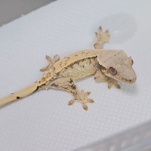 드리피 화이트스팟 익스트림할리퀸 트라이