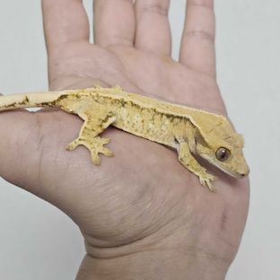 익스트림할리퀸 드리피 화이트스팟