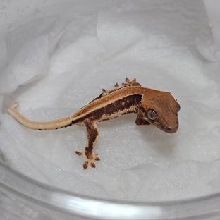 판다