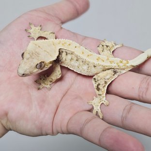 트라이 드리피 화이트스팟