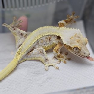 레이지 판다 릴리화이트 트라이