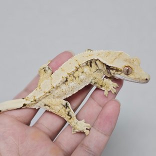 드리피 트라이 화이트스팟