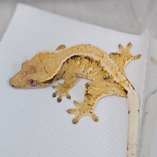 익스트림할리퀸 드리피 화이트스팟