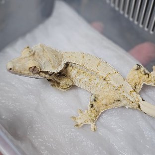 드리피 트라이 화이트스팟