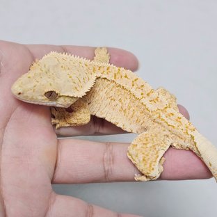 드리피 화이트스팟