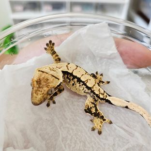 디보