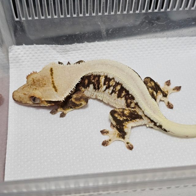 릴리화이트 트라이 솔리드백 레이지 판다