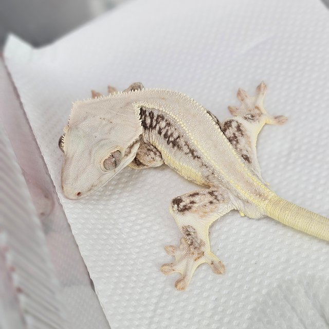 판다 릴리화이트 솔리드백