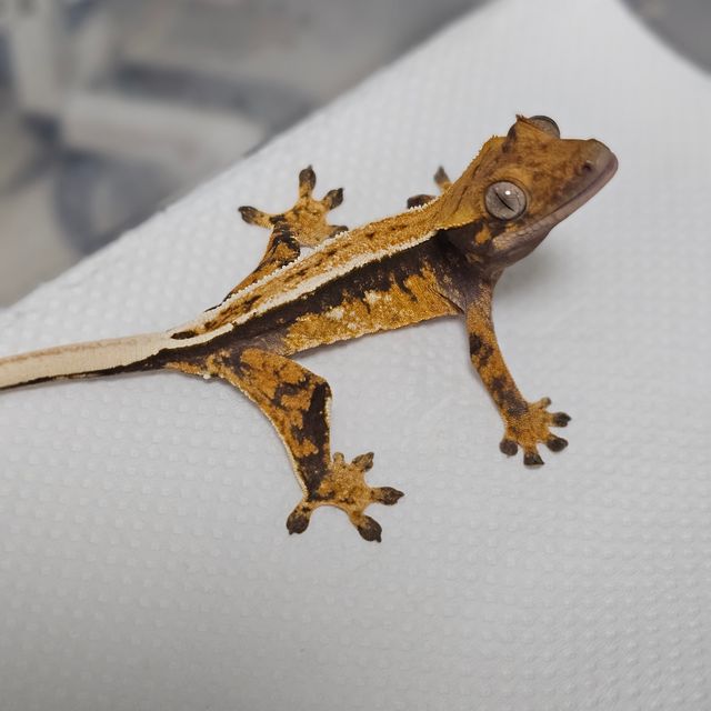 레이지 트라이 쿼드 풀핀 텐저린 화이트핀