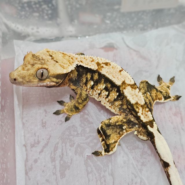 트라이 익스트림할리퀸 텐저린