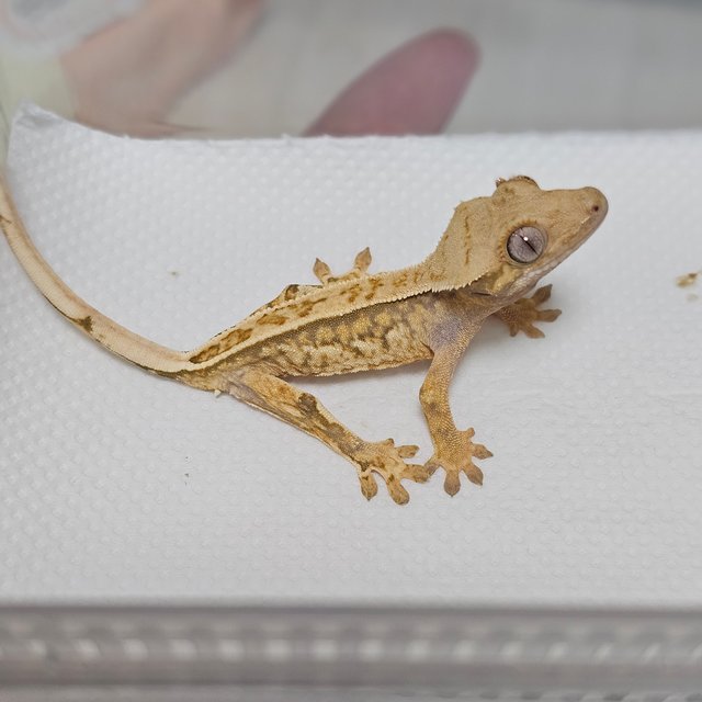 레이지 풀핀 텐저린 쿼드