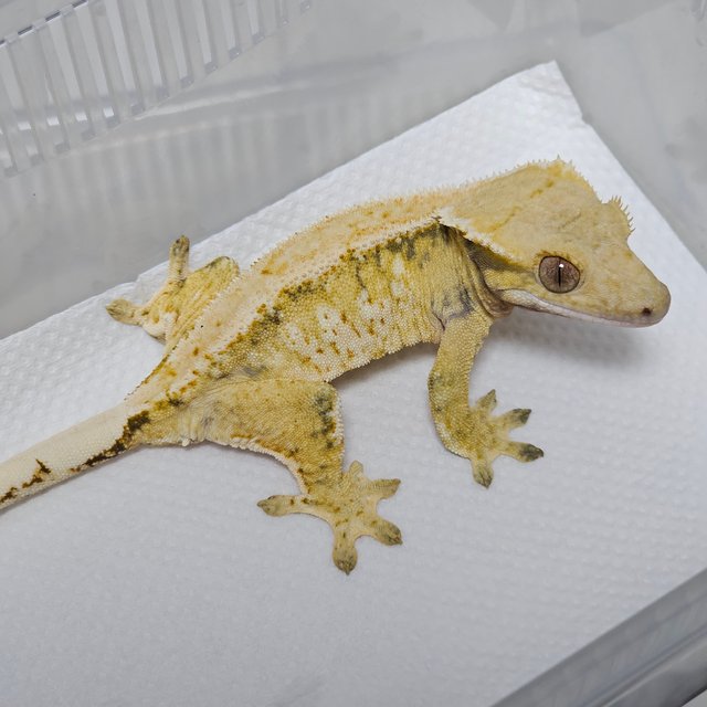 익스트림할리퀸 드리피 화이트스팟