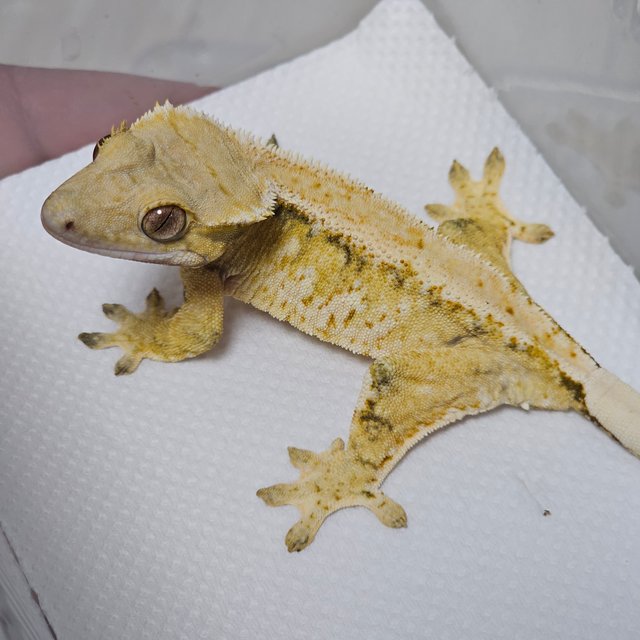 익스트림할리퀸 드리피 화이트스팟