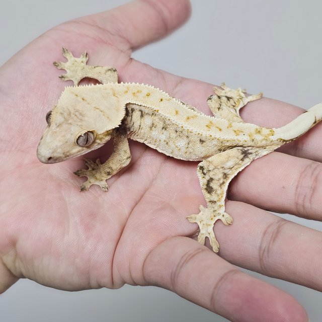 트라이 드리피 화이트스팟