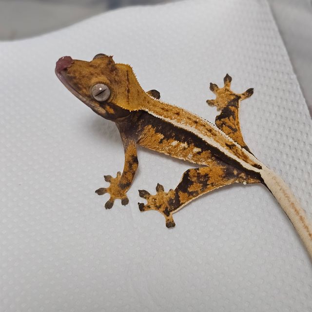 레이지 트라이 쿼드 풀핀 텐저린 화이트핀