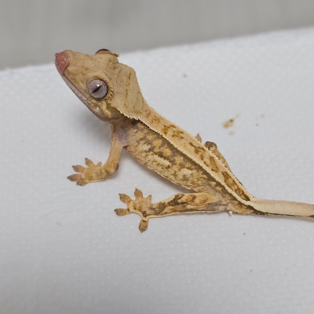 레이지 풀핀 텐저린 쿼드