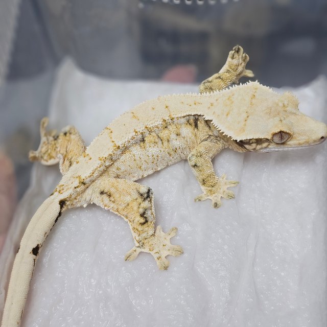 드리피 트라이 화이트스팟