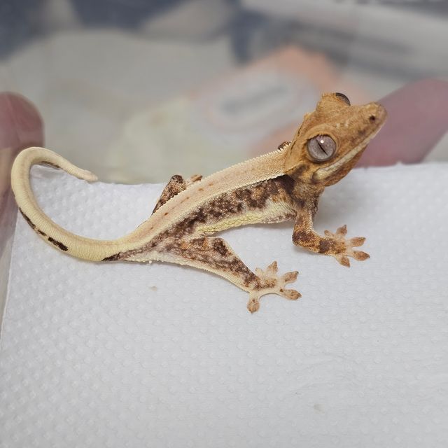 레이지 판다 트라이 릴리화이트