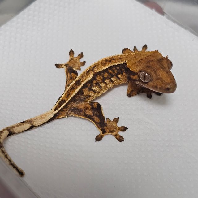 레이지 텐저린 트라이 익스트림할리퀸