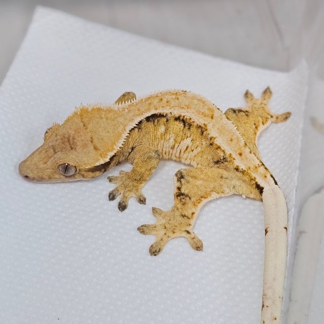 익스트림할리퀸 드리피 화이트스팟