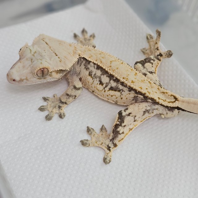 드리피 풀핀 쿼드