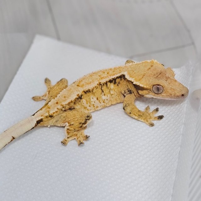 익스트림할리퀸 드리피 화이트스팟