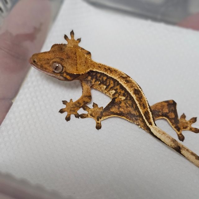 레이지 텐저린 트라이 익스트림할리퀸