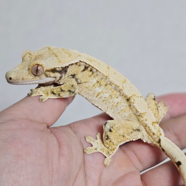 드리피 트라이 화이트스팟