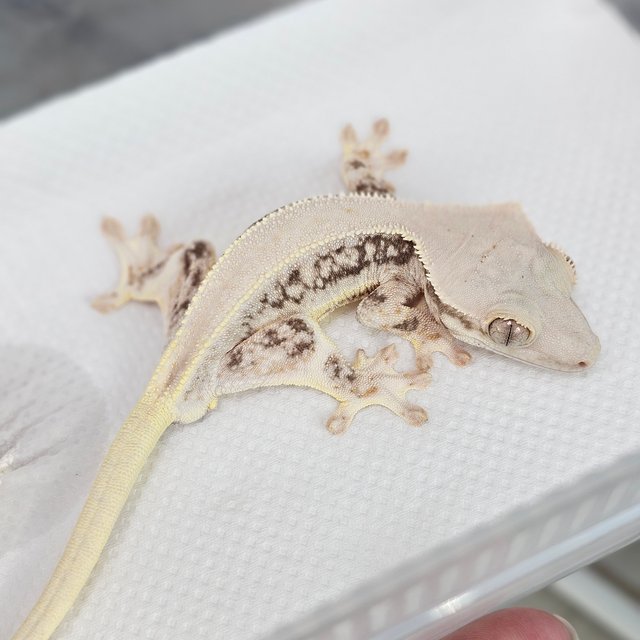 판다 릴리화이트 솔리드백