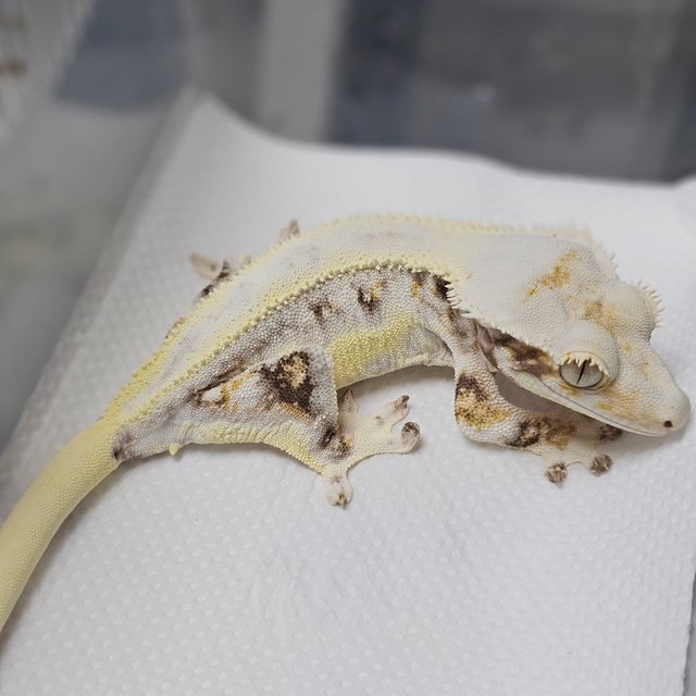 레이지 판다 릴리화이트 솔리드백