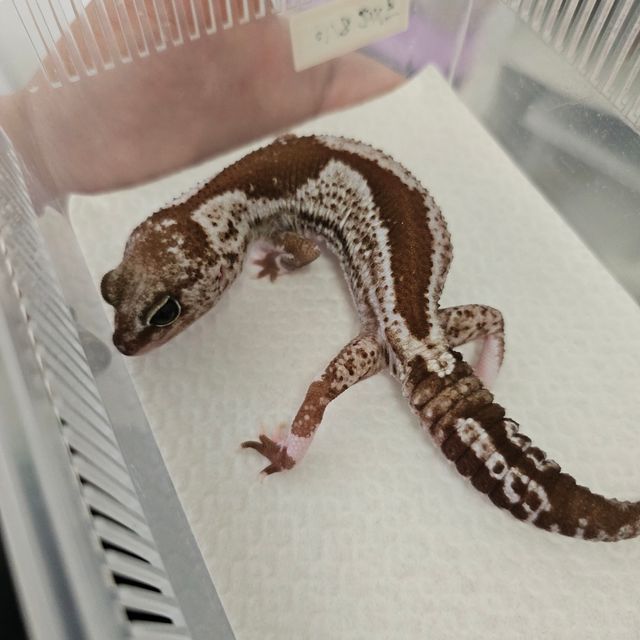 오레오 줄루 헷 고스트