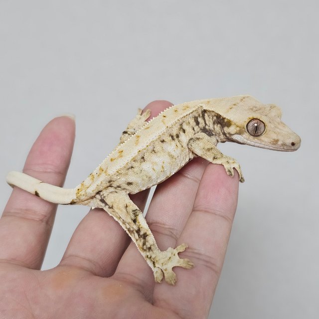 트라이 드리피 화이트스팟